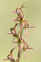 Leek Orchid with ant by Beth Heap